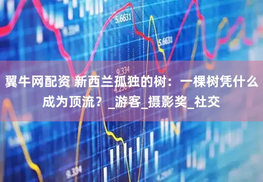 翼牛网配资 新西兰孤独的树：一棵树凭什么成为顶流？_游客_摄影奖_社交